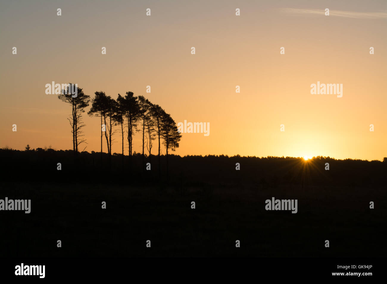 Kiefern Sie Sonne über Horizont mit Schotten Silhouette gegen orangefarbenen Himmel Stockfoto