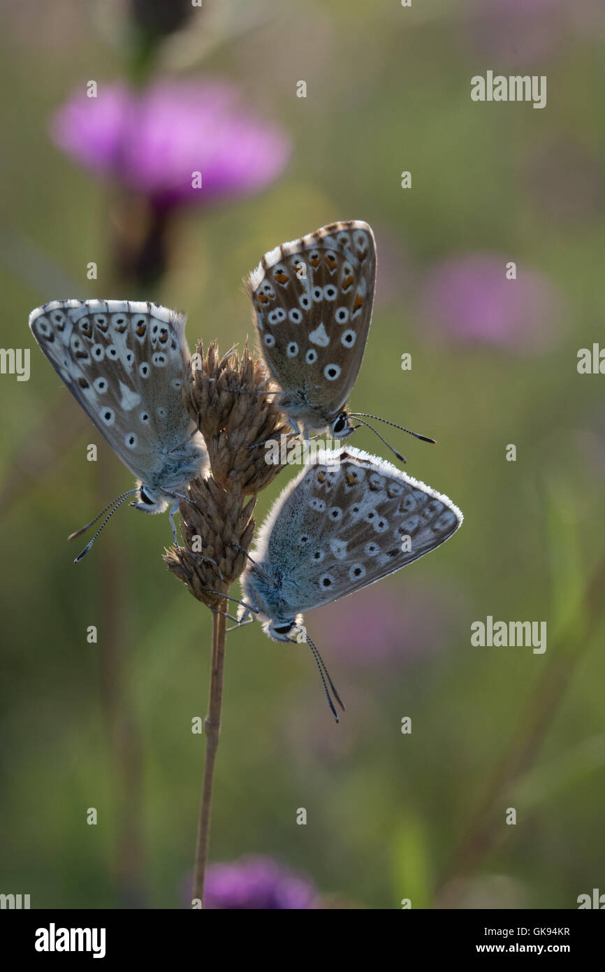 Chalkhill blue Schmetterlinge (Polyommatus coridon) roosting gemeinschaftlich auf Gras - Stiele in wildflower Meadow, Großbritannien Stockfoto