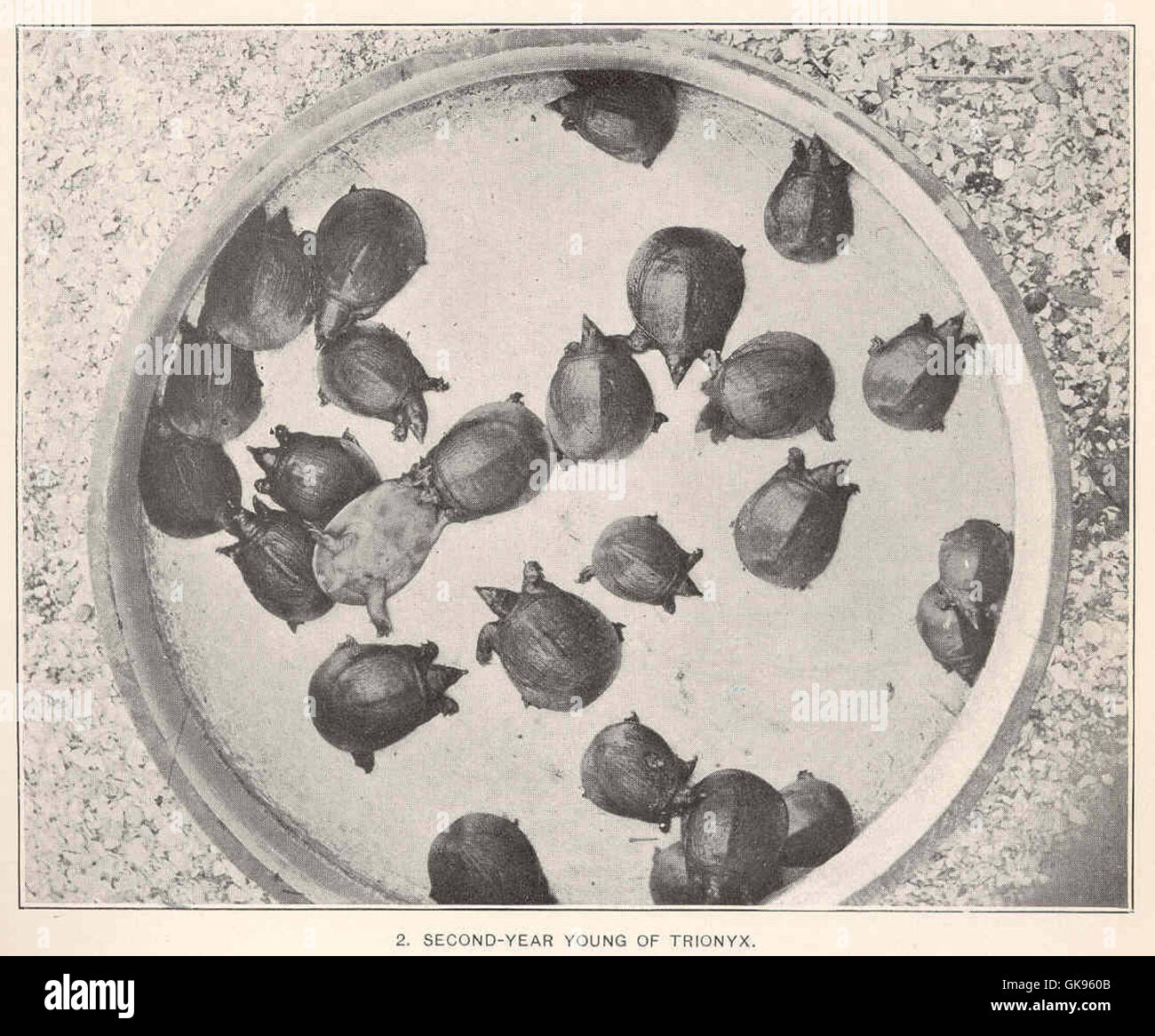 Dieser Eintrag konzentriert sich auf die Entwicklung der Trionyx-Art im zweiten Jahr, einer Gattung von Süßwasserschildkröten, die für ihre einzigartigen physikalischen und ökologischen Eigenschaften bekannt ist. Stockfoto