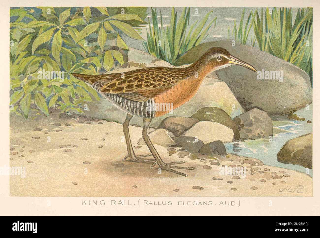 Der King Rail (Rallus elegans) ist ein großer, geheimnisvoller Vogel, der in Sümpfen und Feuchtgebieten in ganz Nordamerika zu finden ist. Sein unverwechselbarer Ruf und sein markantes Aussehen machen ihn zu einem wichtigen Thema in der Vogelforschung, insbesondere im Zusammenhang mit Feuchtgebieten-Ökosystemen. Stockfoto
