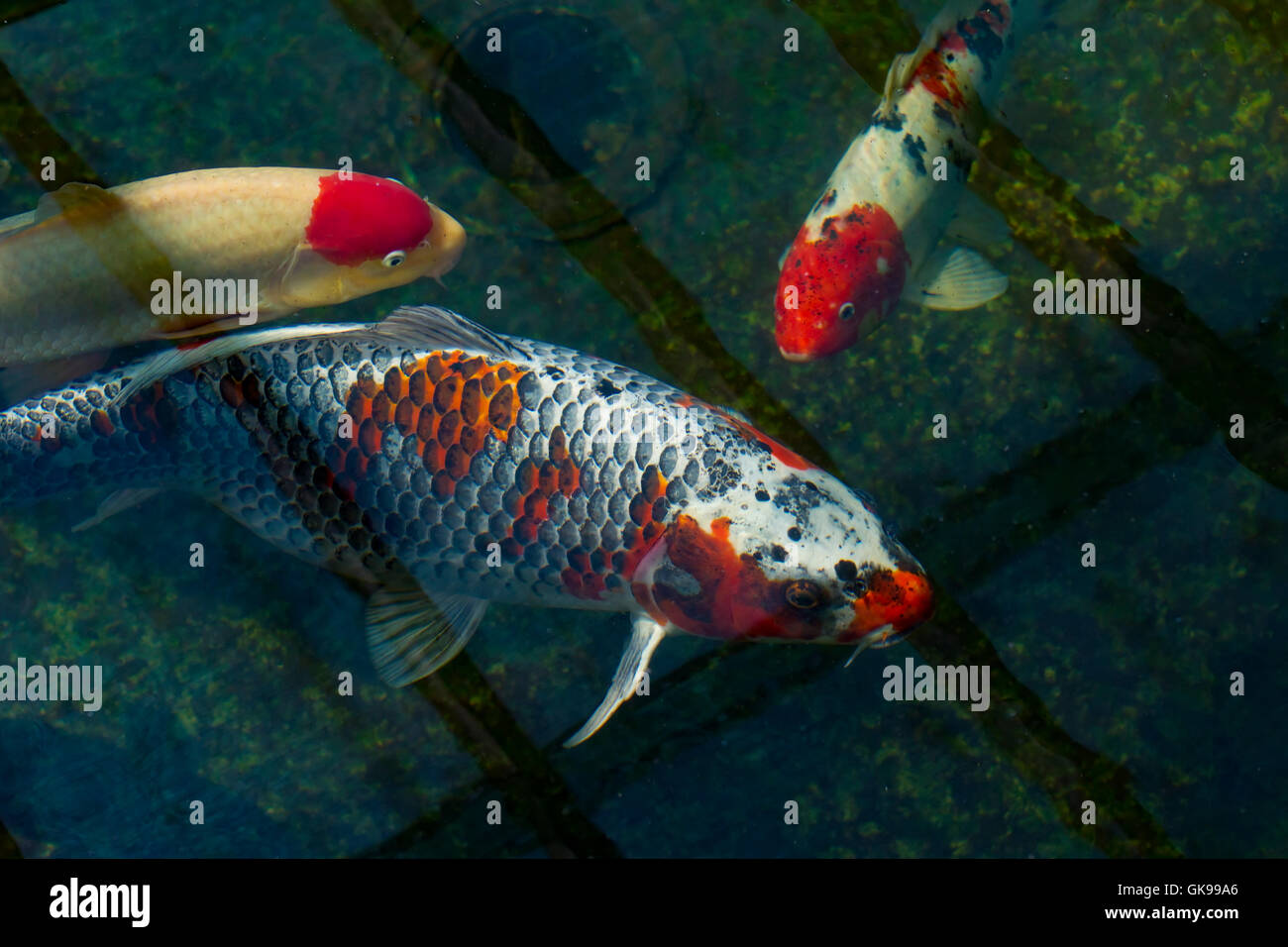 Zierfische (KoiKarpfen) in einem Gartenteich mit unten abtropfen