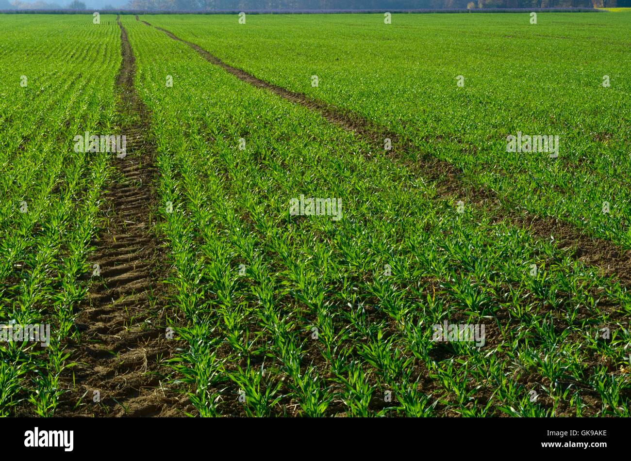 Feld Titel Weizen Stockfoto