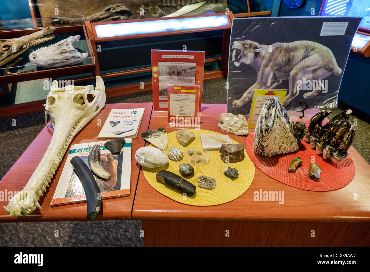 Florida, Süd, Golfküste, Bradenton, South Florida Museum, Naturgeschichte, Kulturerbe, Ausstellungssammlung, Interpretationsausstellung exhibitio Stockfoto