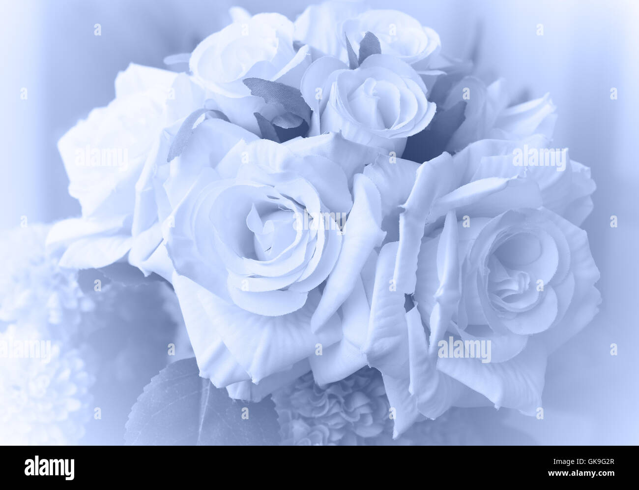 Nahaufnahme Bild von Rosen in weichen Stil und unscharf Stockfoto