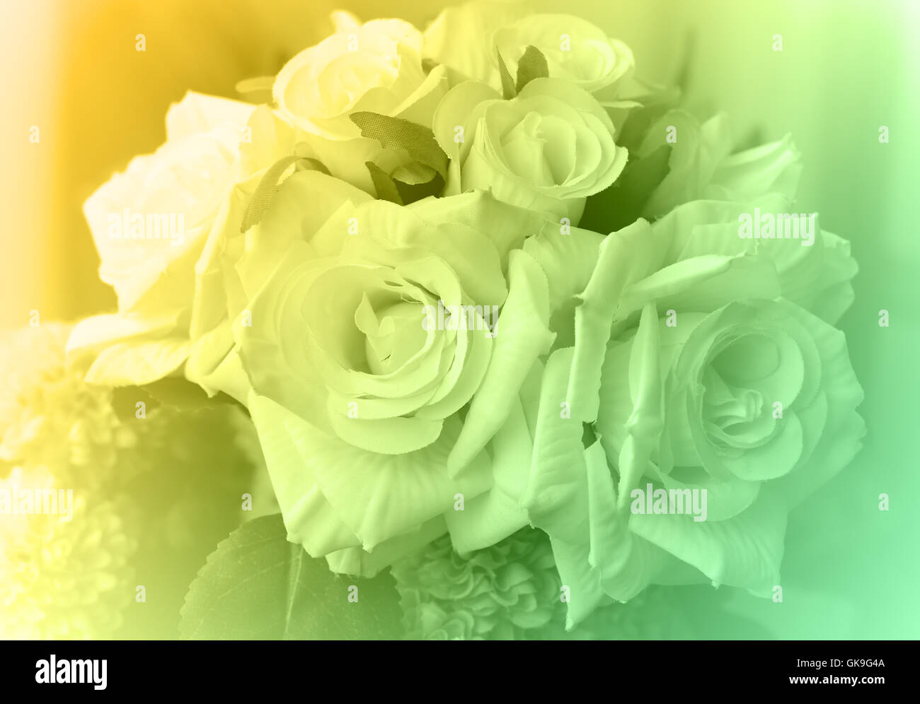 Nahaufnahme Bild von Rosen in weichen Stil und unscharf Stockfoto