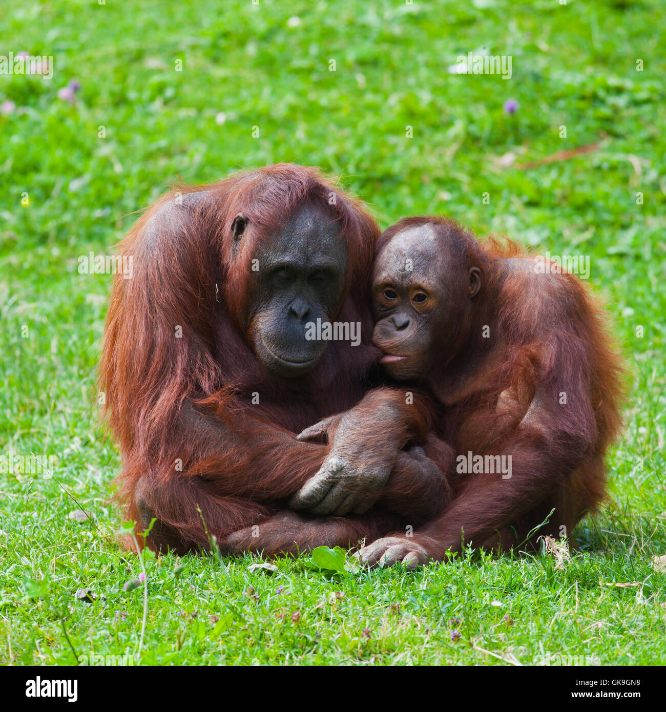 Umwelt-Umwelt-Farbe Stockfoto