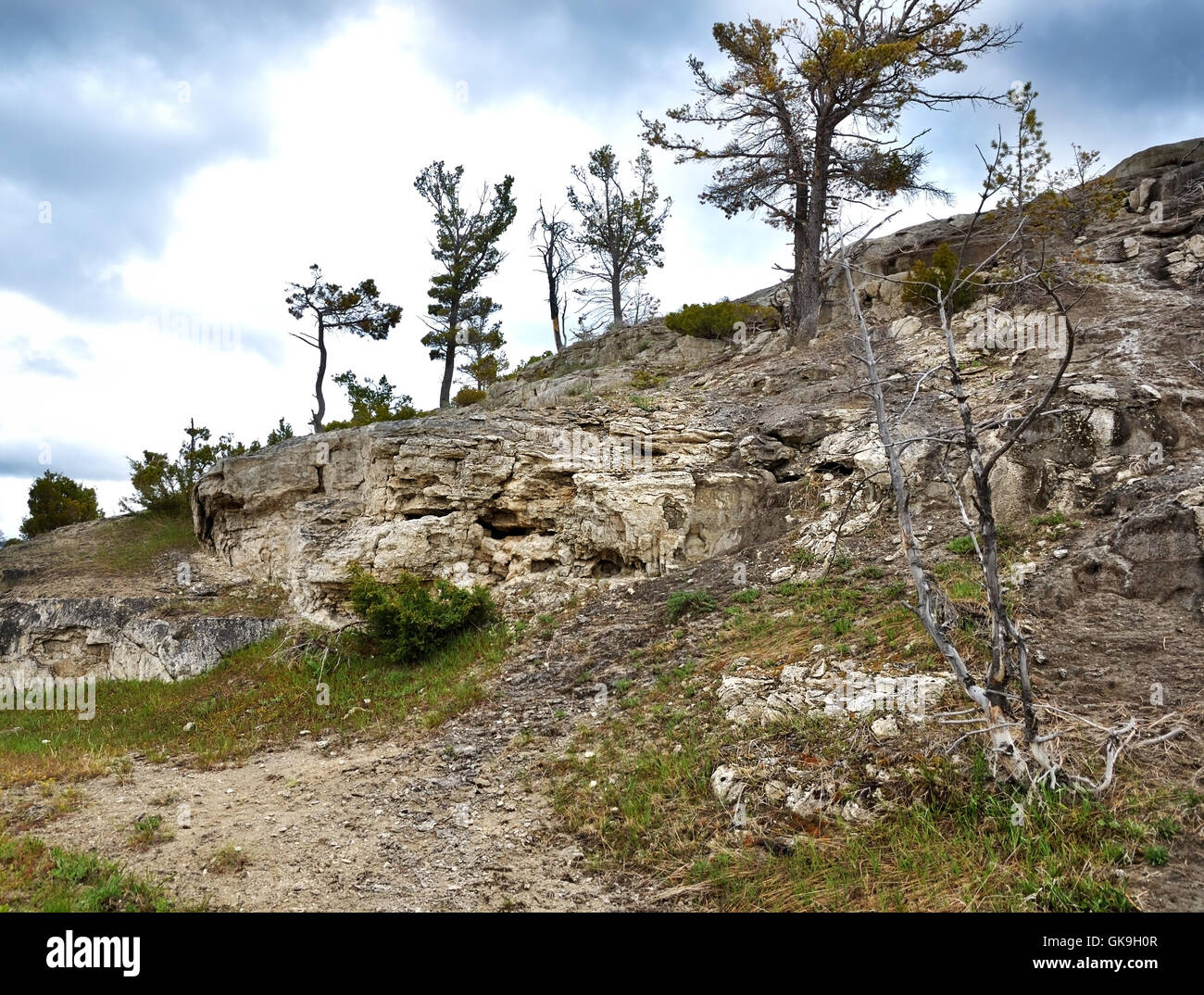 Wald Landschaft Landschaft Stockfoto