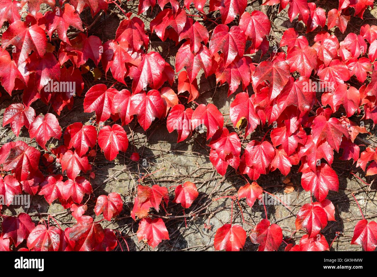 Parthenocissus tricuspidata Stockfoto