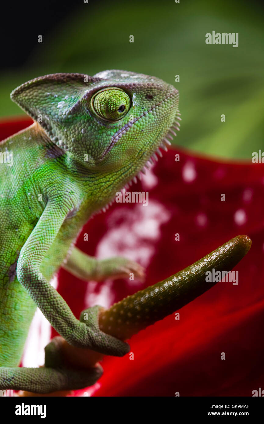 Tier Haustier Reptilien Stockfoto