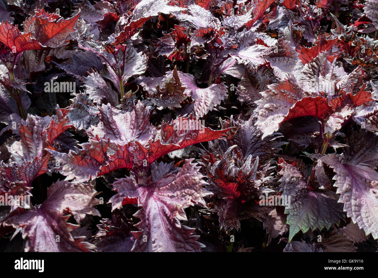 Lila japanische Perilla full-frame Stockfoto