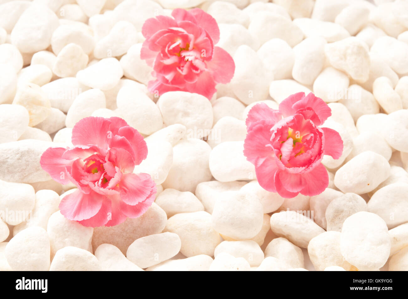 Achtsamkeit-Konzept, rosa Blume auf weißen Steinen Stockfoto