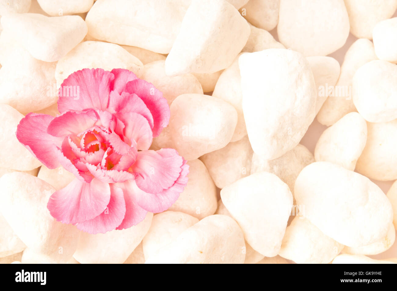 Achtsamkeit-Konzept, rosa Blume auf weißen Steinen Stockfoto
