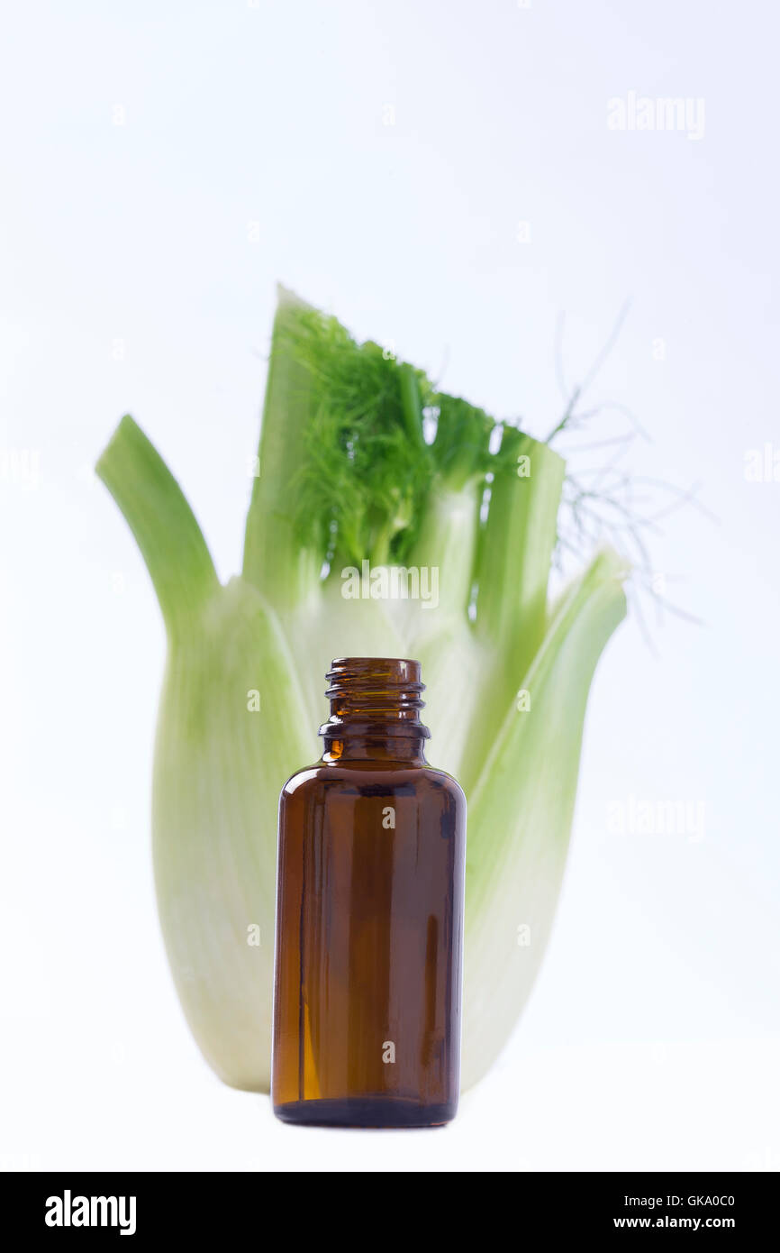 Fenchel-Pflanze Heilung Pflanzenheilkunde Stockfoto