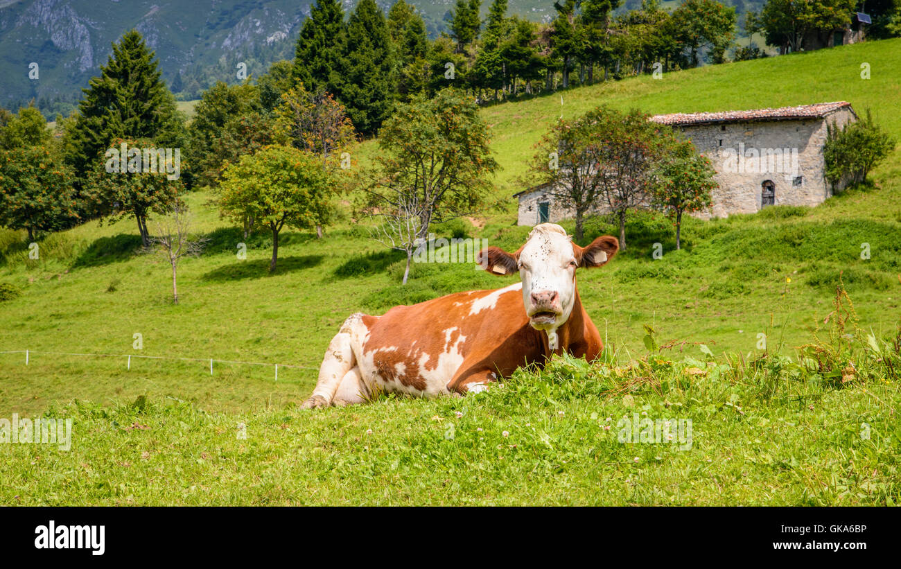 Braun weiße Kuh auf einem Berg sitzt in den italienischen Alpen. Stockfoto