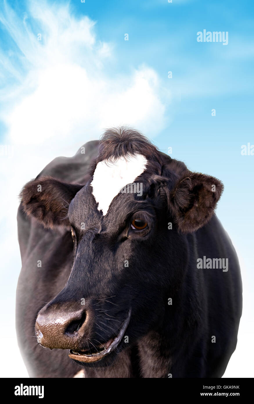 glücklichen Kuh Stockfoto