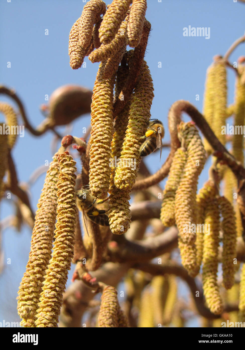 Korkenzieher-Hasel - Corylus avellana Stockfoto