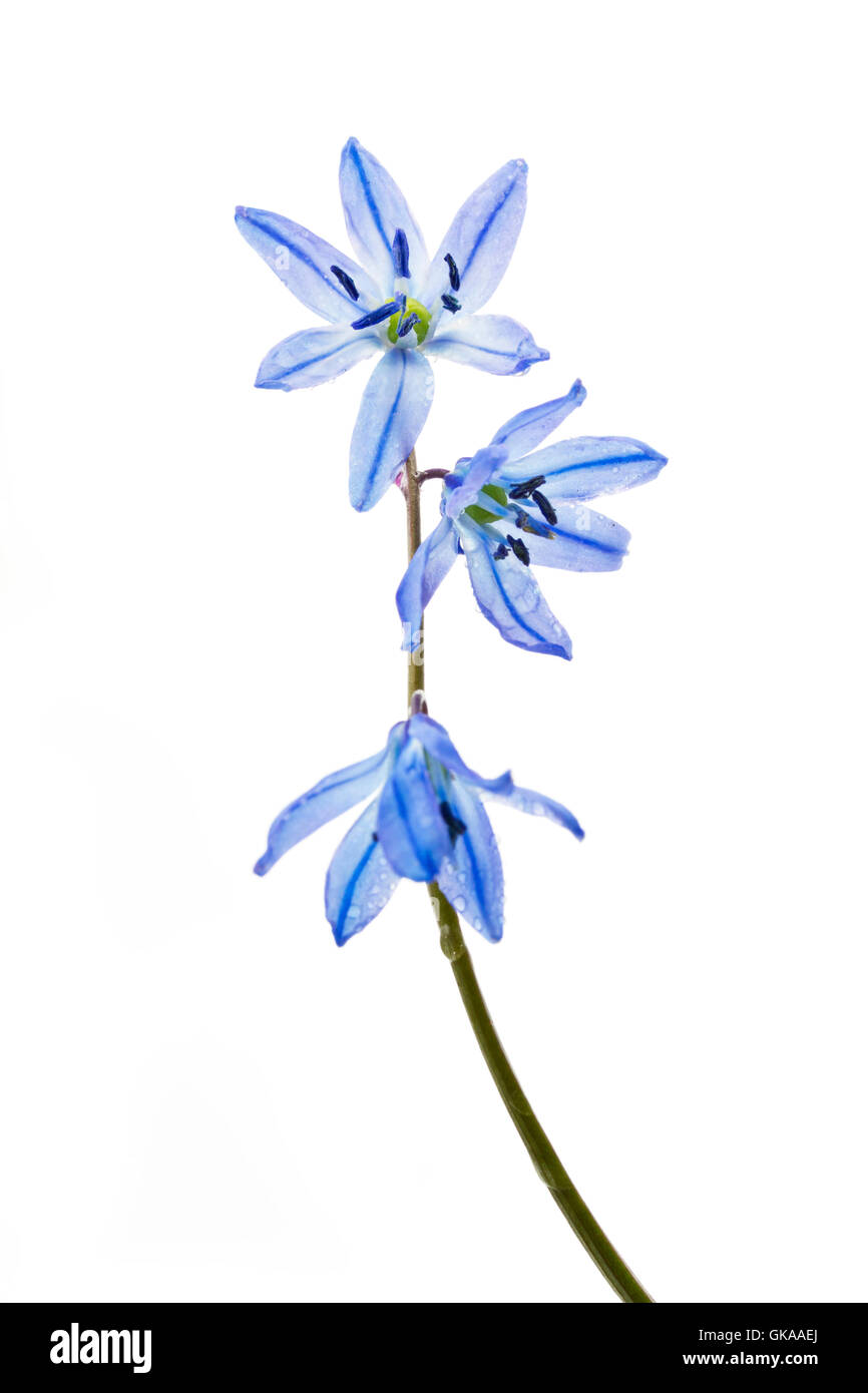 Blauer Stern Scilla Siberica Stockfotografie Alamy
