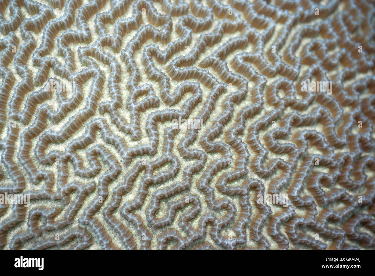 Unterwasser tropische Fische Stockfoto