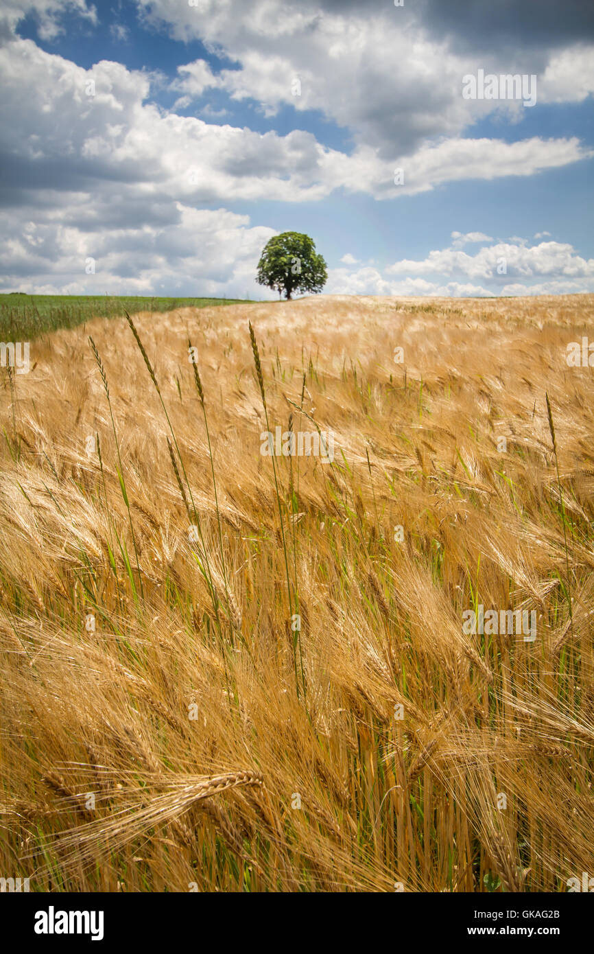 Gerstenfeld mit einzelnen Baum in Südbayern Stockfoto