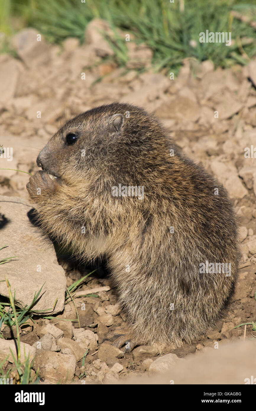 junge Alpine Murmeltier (Marmota Marmota) Essen Grassamen Stockfoto