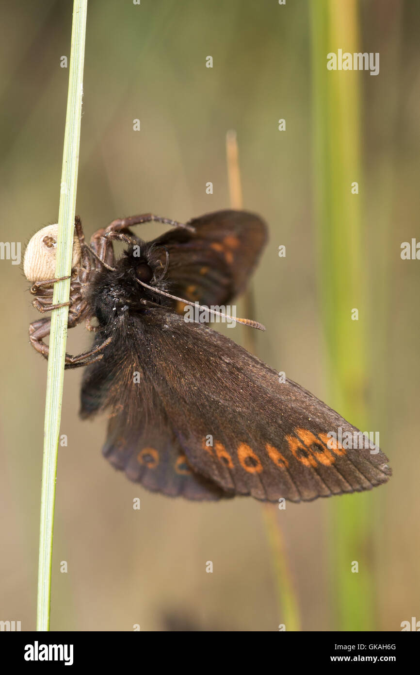 Mandeläugigen Ringel (Erebia Alberganus) Schmetterling gefangen genommen und von einer Spinne gegessen Stockfoto