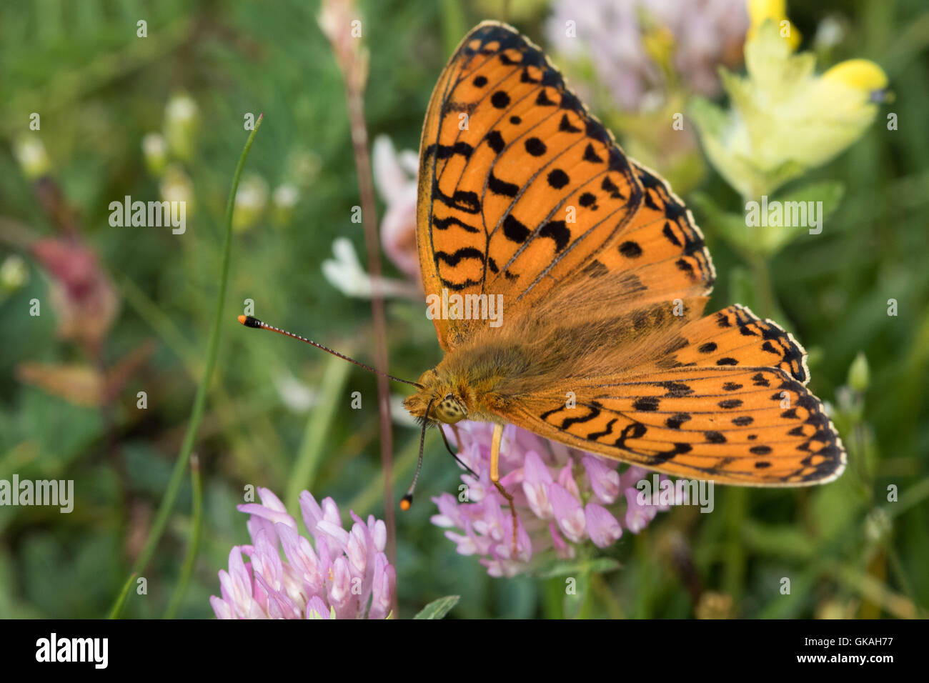 Dunkelgrün Fritillary (ceriagrion Doris) Stockfoto