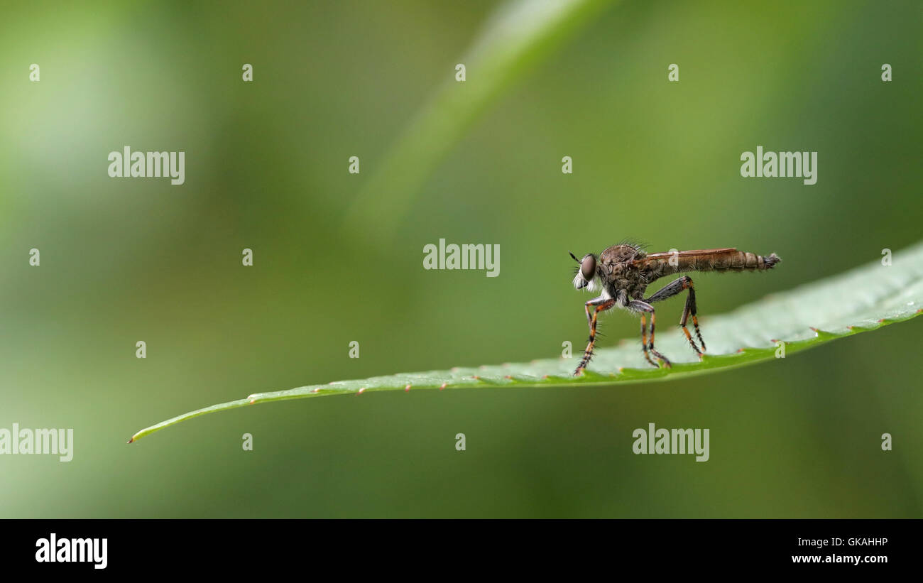 Makro-Porträt einer Räuber-Fliege, Tolmerus Sp, auf einem grünen Blatt vor einem verschwommenen Hintergrund Stockfoto