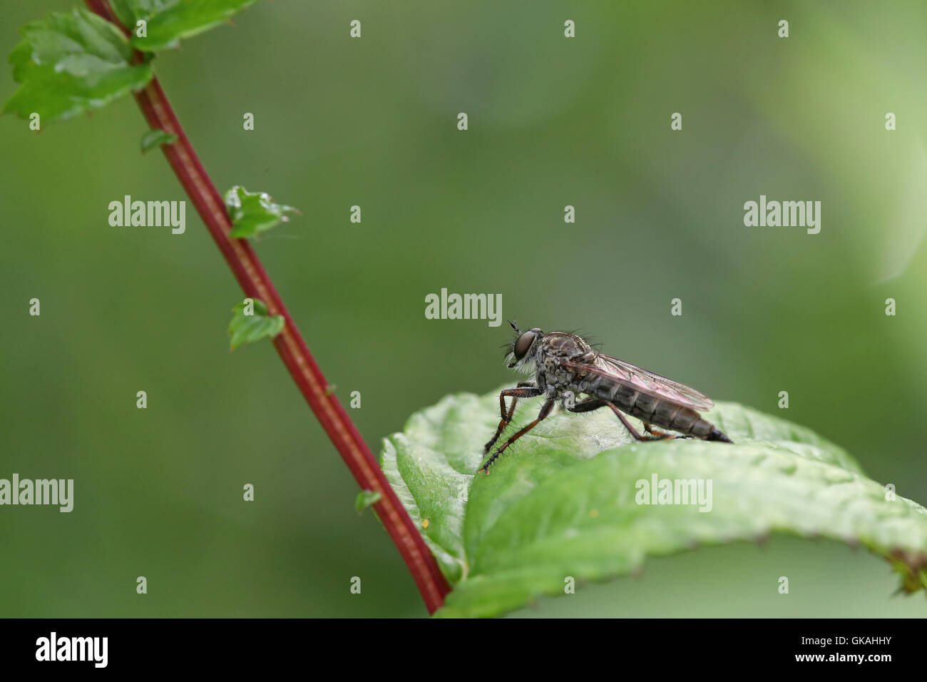 Makro-Porträt einer Räuber-Fliege, Tolmerus Sp, auf einem grünen Blatt vor einem verschwommenen Hintergrund Stockfoto