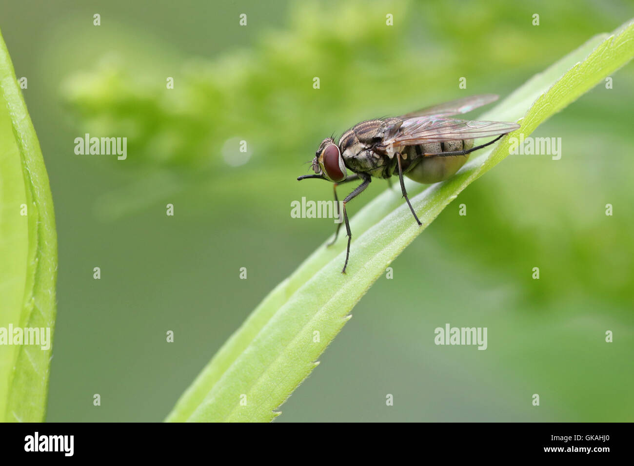 Fliegen Sie mit Eiern im Bauch auf einem Strang des Grases Stockfoto