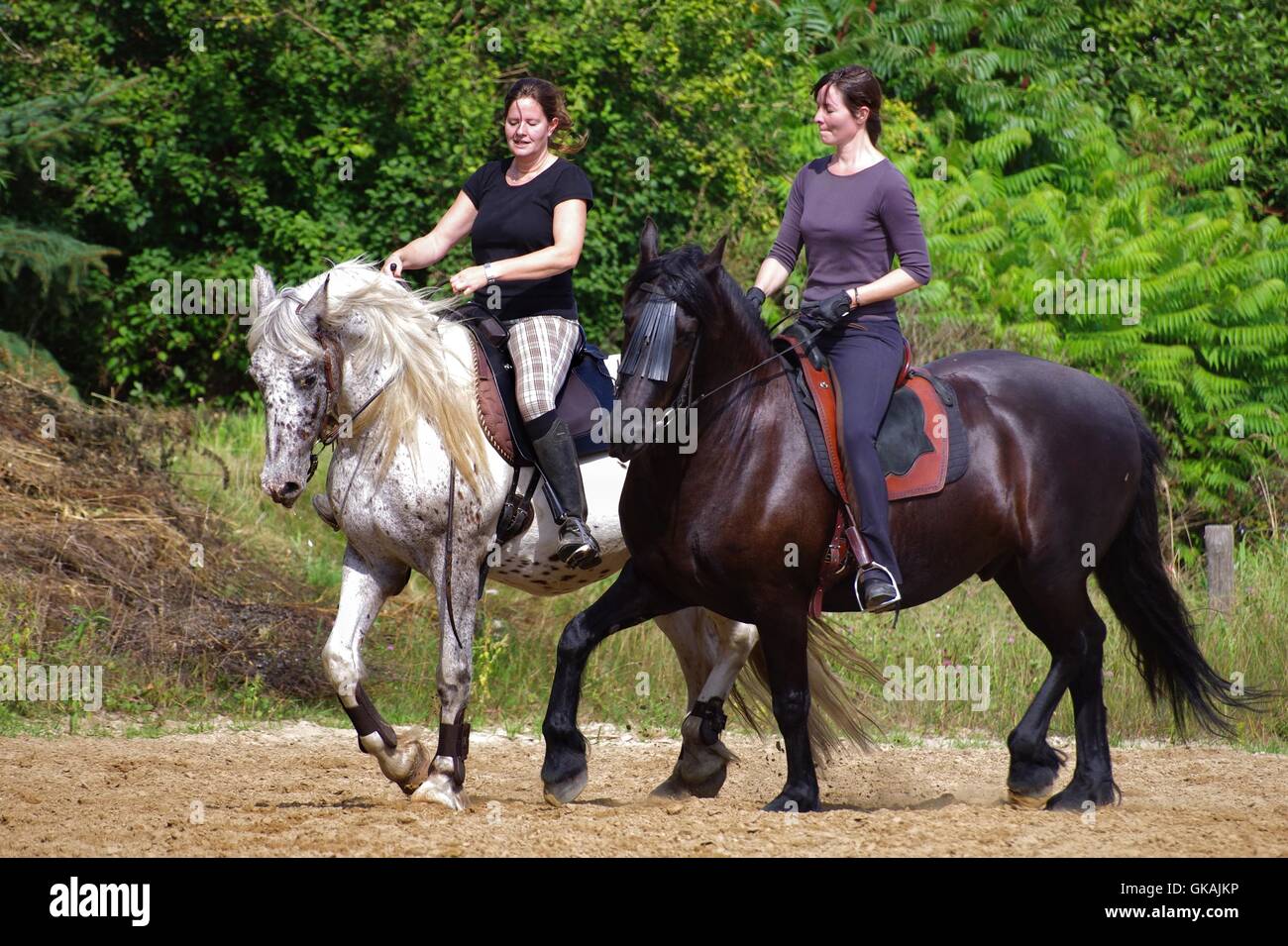 Reiten auf den Friesen im Sommer Stockfoto