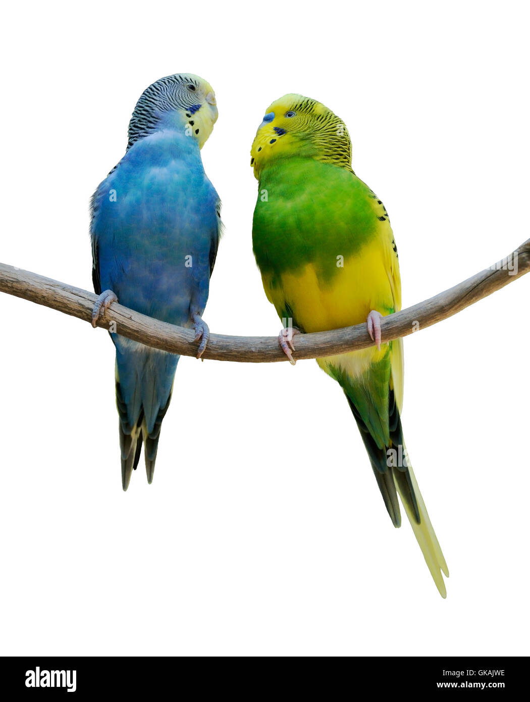 blaue Tiere Vogel Stockfoto