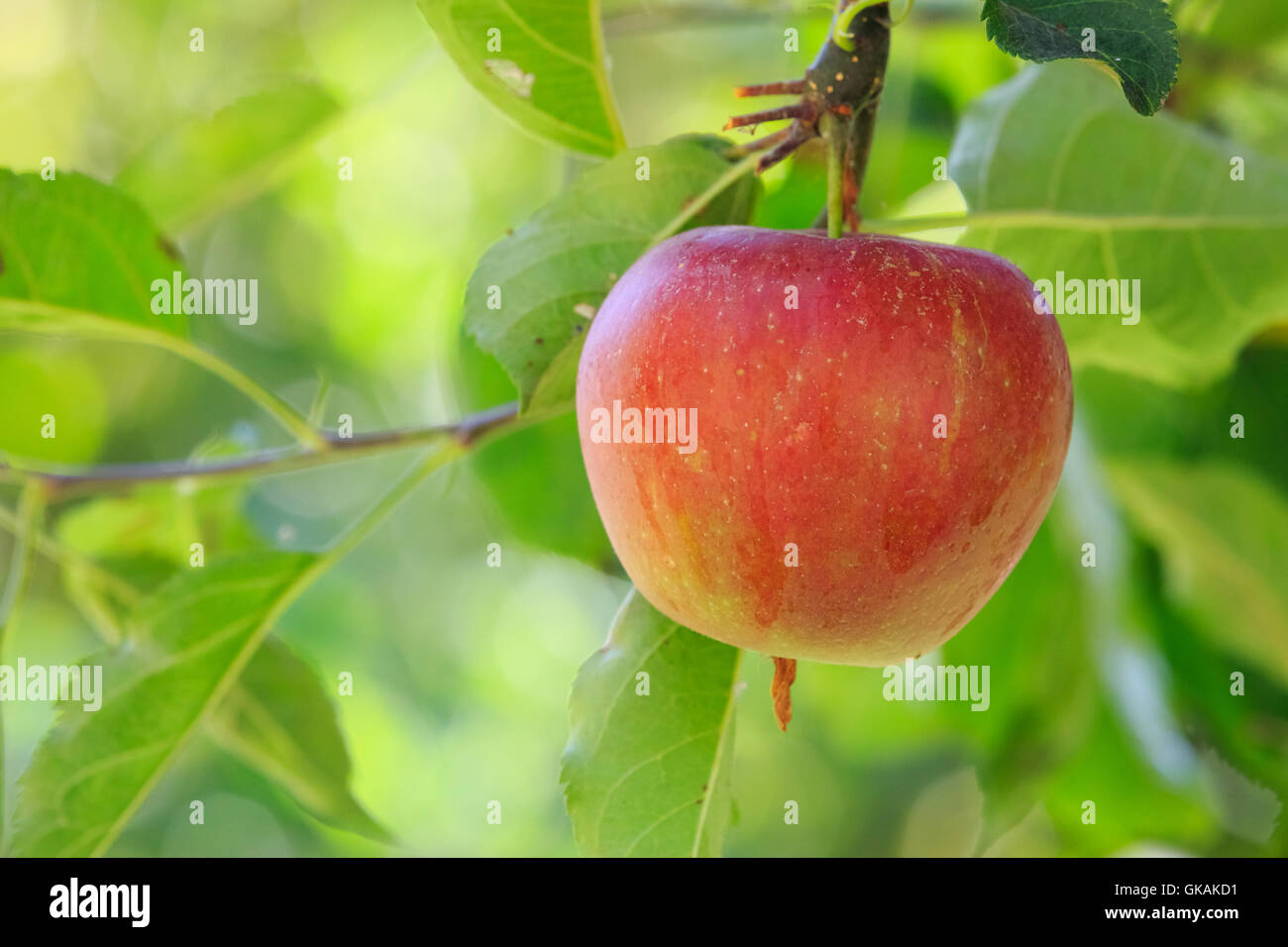 Baum Zweig Früchte Stockfoto