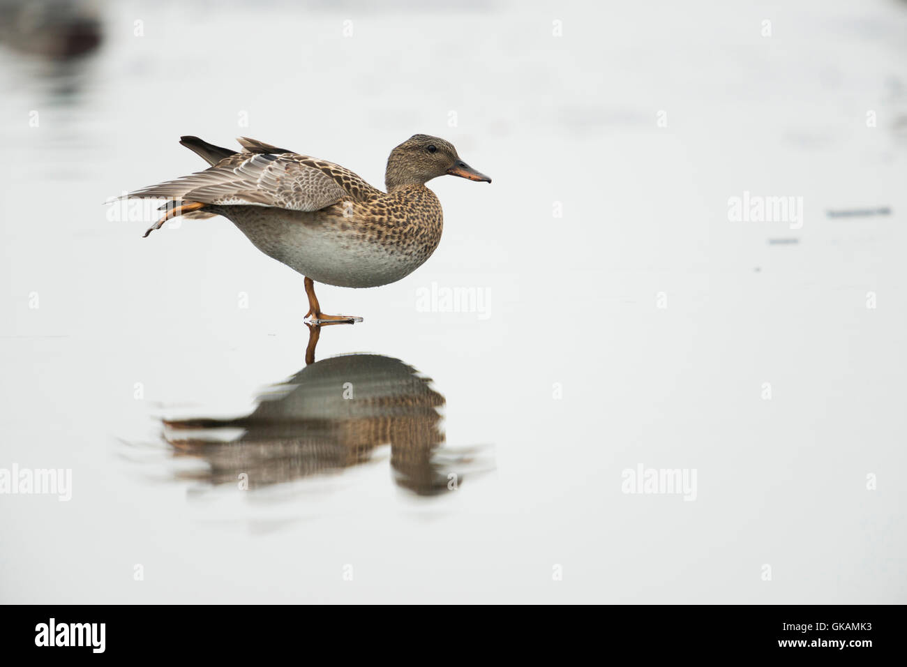 Gadwall Ente / Schnatterente (Anas Strepera) erstreckt sich wie ein Eis-Skater mit einer schönen Spiegelung auf einem gefrorenen Körper des Wassers. Stockfoto