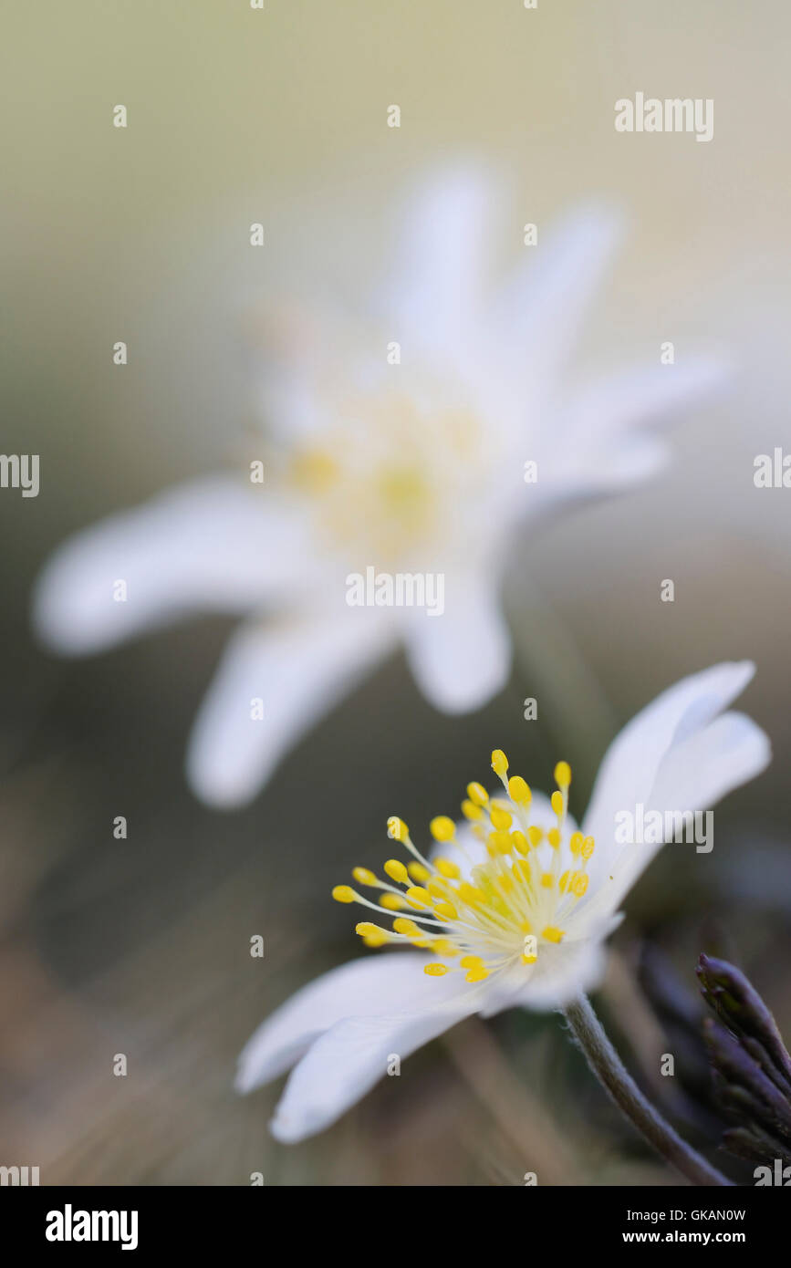 Holz-Anemonen / Buschwindroeschen (Anemone Nemorosa), Nahaufnahme von ihrer hübschen weißen Blüten. Stockfoto
