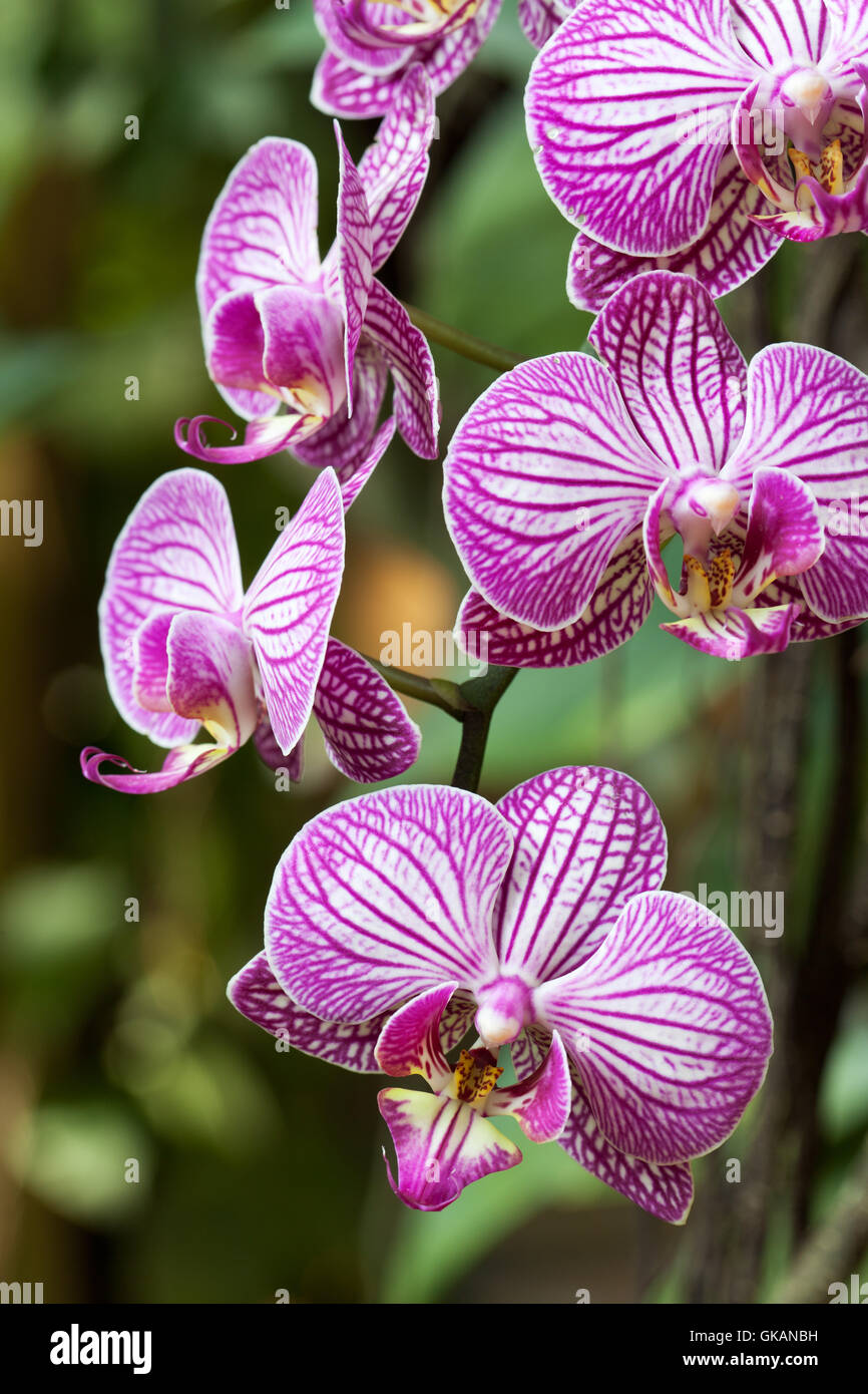 Orchidee Stockfoto