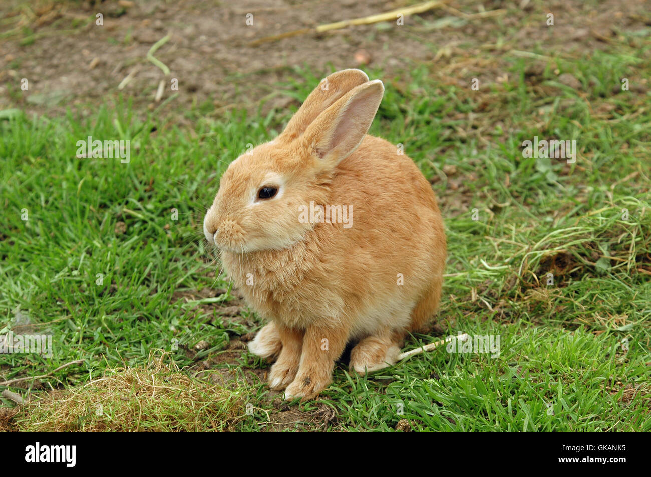 Tier Tiere Stockfoto