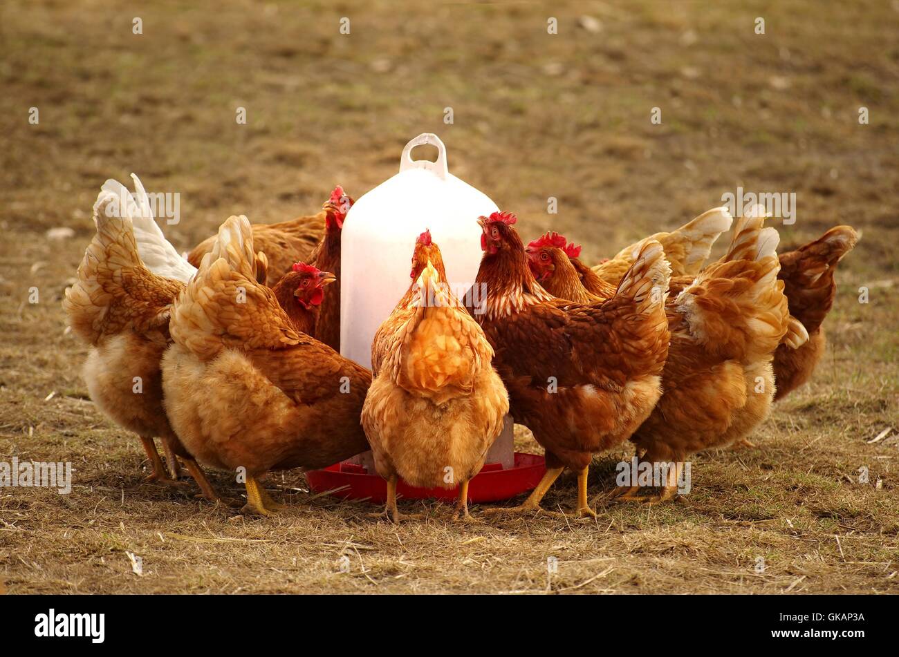 Gruppe Hühner in Freilandhaltung am Futtertrog Stockfoto