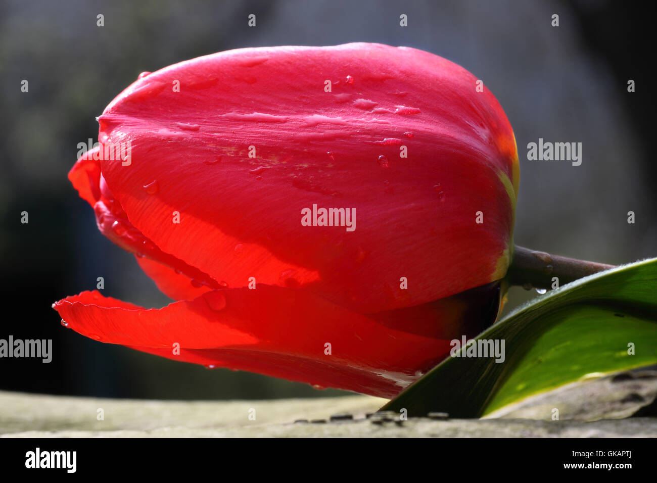 Gartenpflanze Blatt Stockfoto