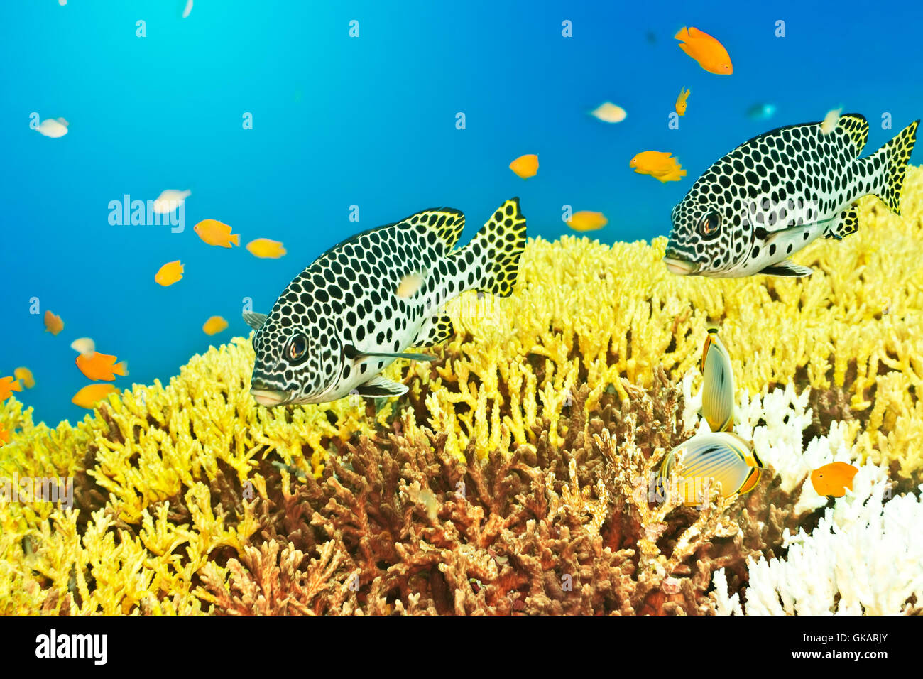 Unterwasser tropische Fische Stockfoto