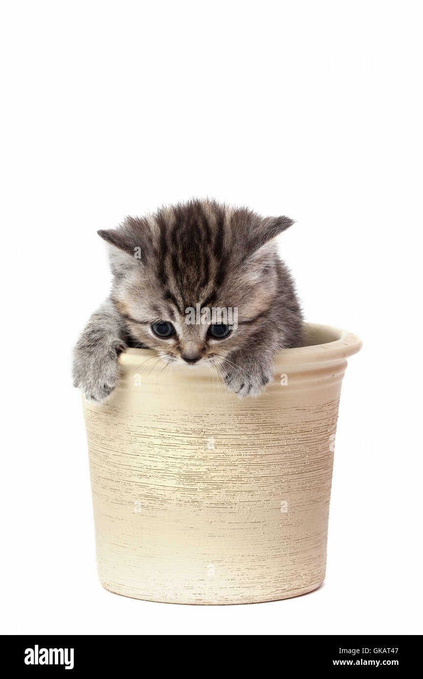 Haustier Katze Augen Katze baby Stockfoto