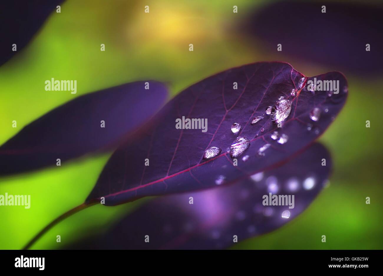 Tautropfen nach Regen auf einem lila Blatt Stockfoto