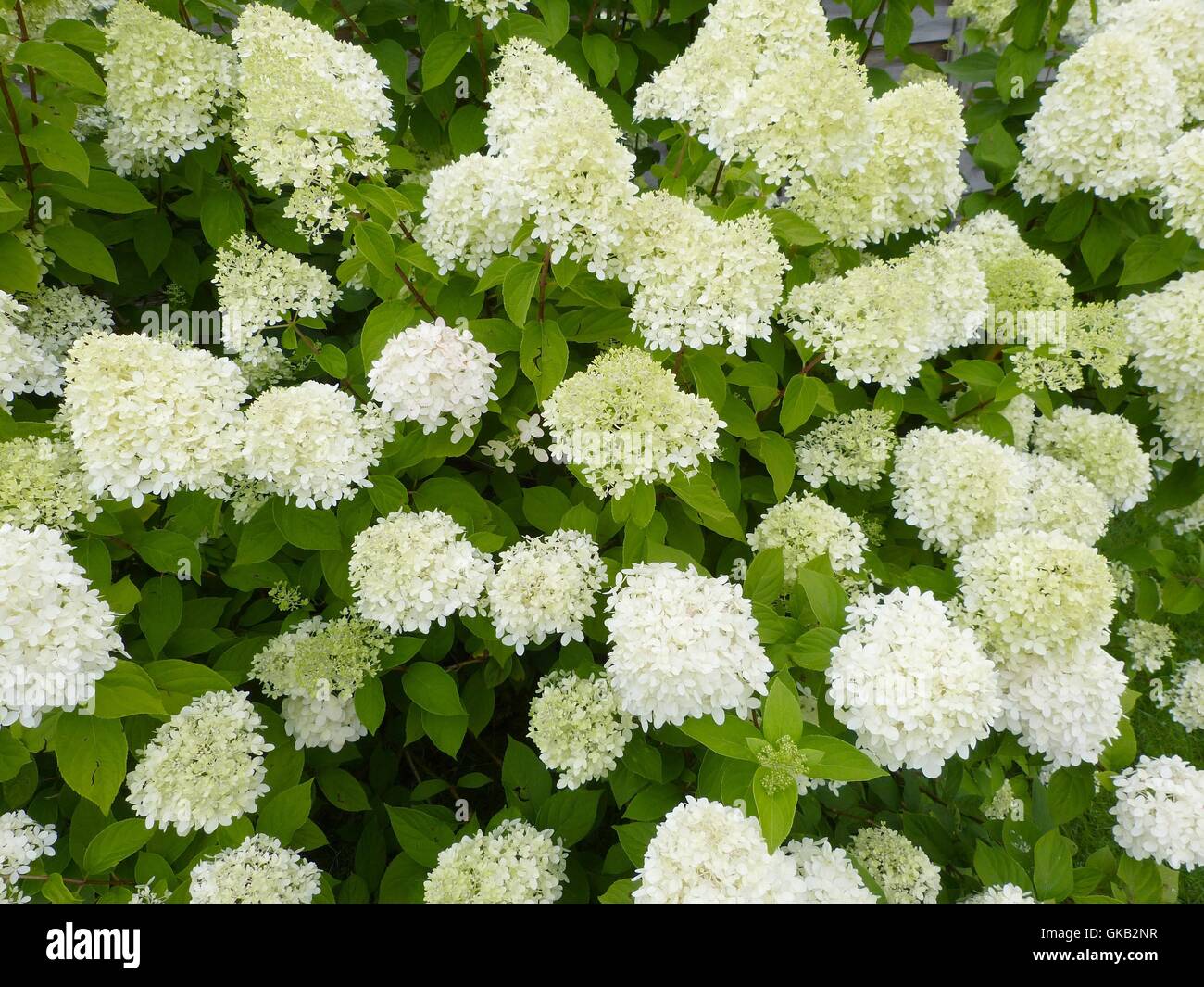 Schneeballhortensie, Hortensie Stockfoto