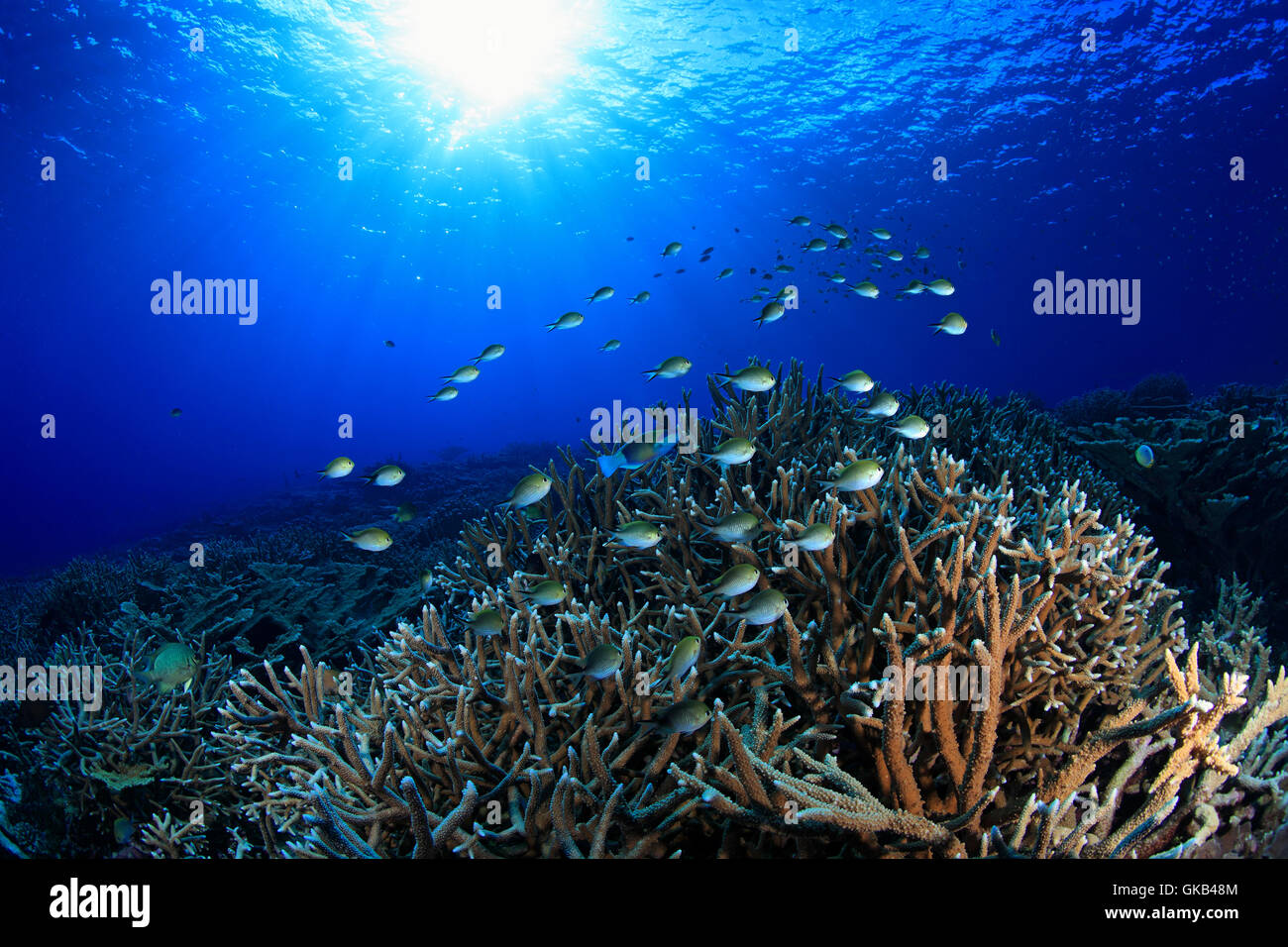 Coral reef Stockfoto