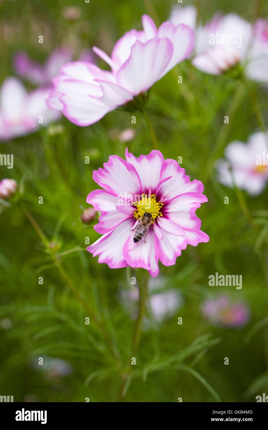 Cosmos Bipinnatus "Capriola" Blumen. Stockfoto