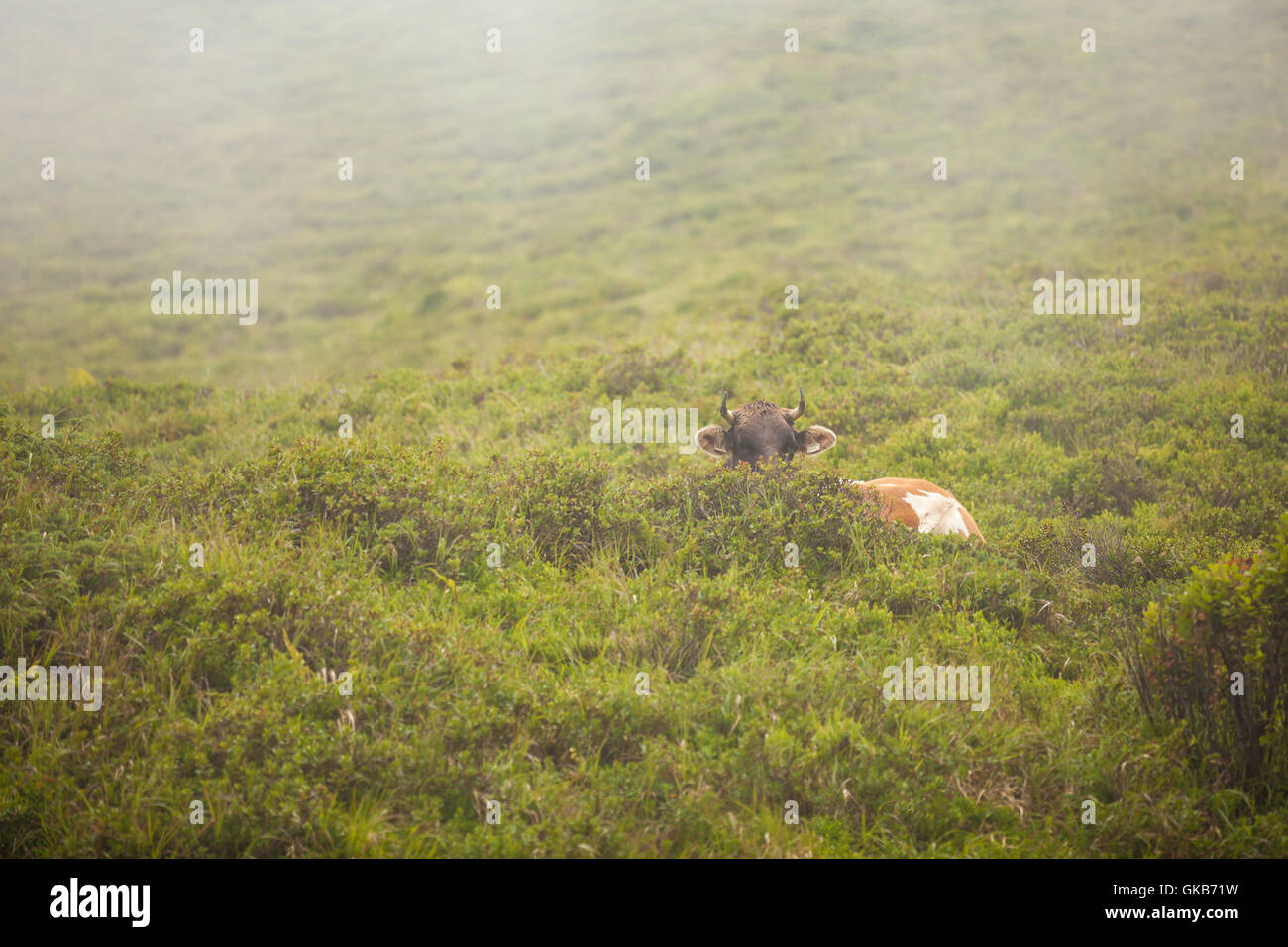 Braune Kühe weiden auf einem Berg Rasen an einem nebligen Tag des Sommers in Tux, Zillertal, Österreich Stockfoto