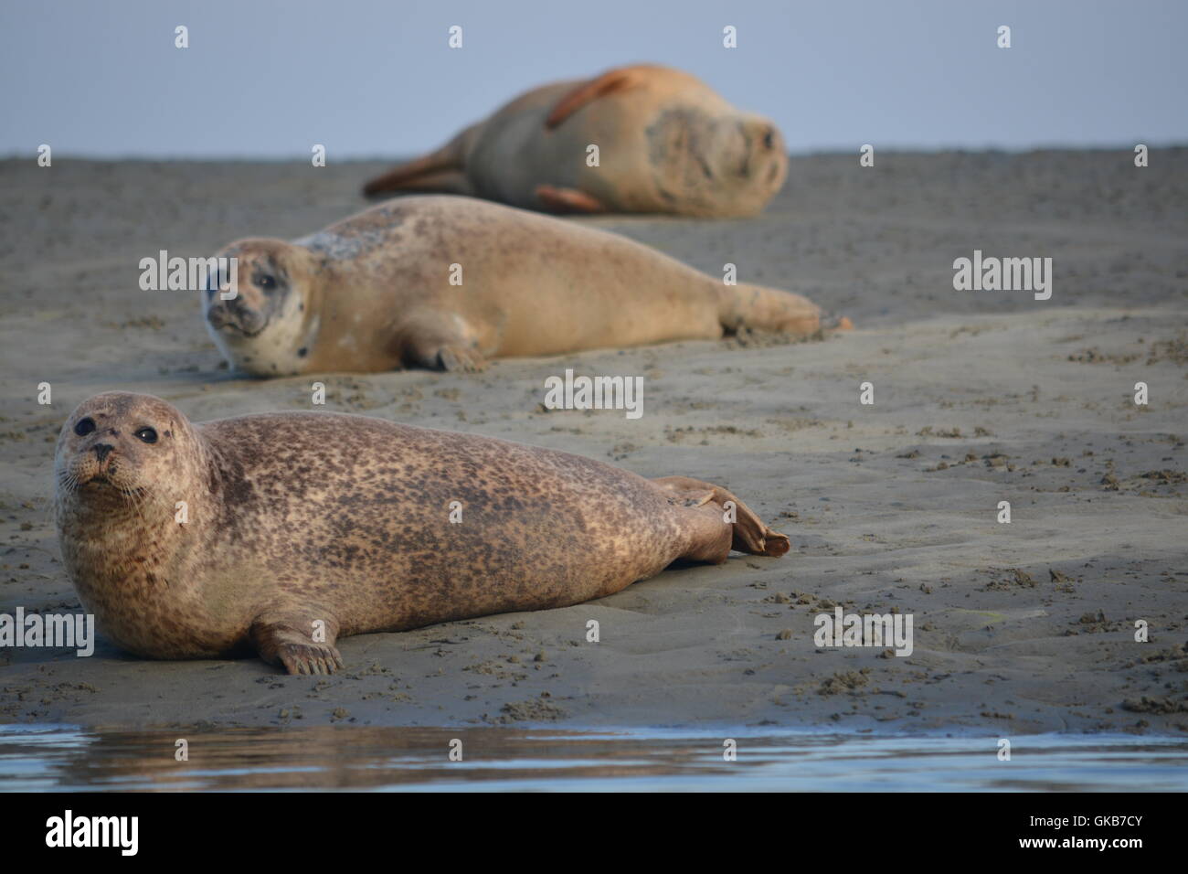 Seehunde holte im Hafen von Chichester Stockfoto