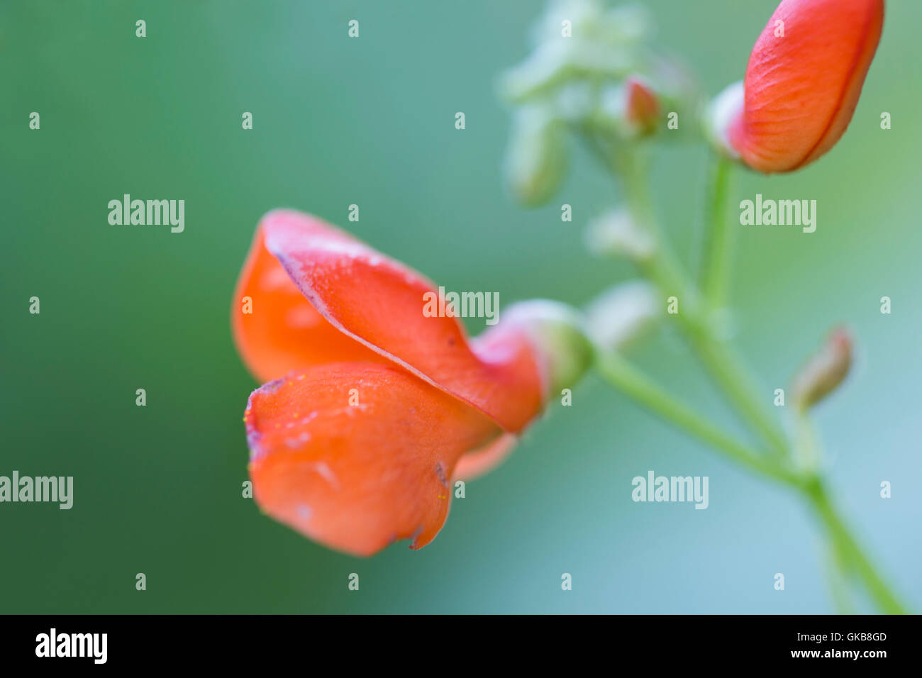 Bean Scarlet Runner Pole Bean Red Flowers Detail Stockfoto