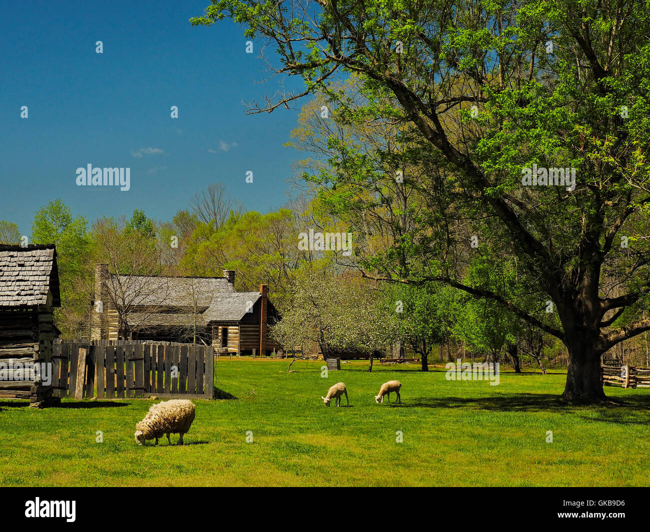 Schafe, Doppel-Stift Haus, Zuhause, Land zwischen den Seen National Recreation Area, Dover, Tennessee, USA Stockfoto