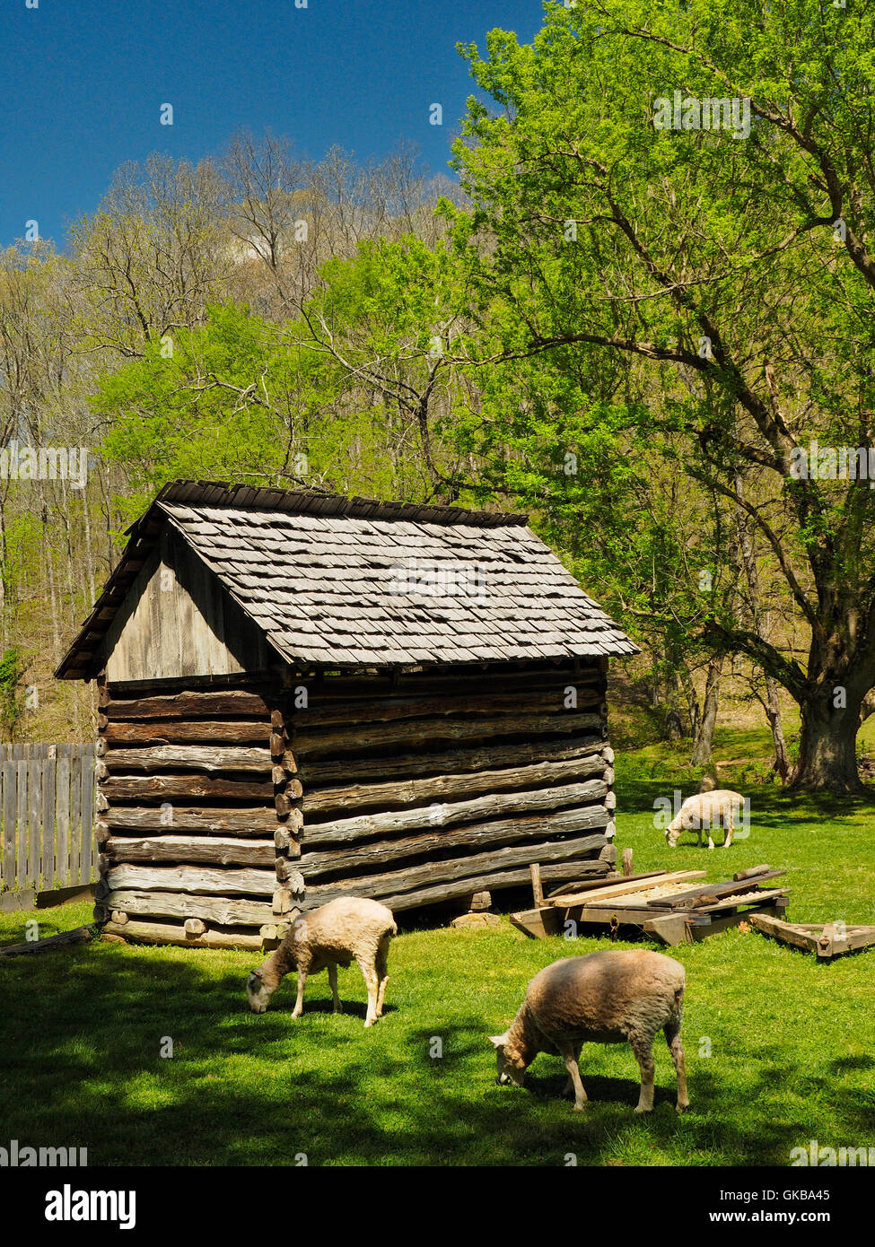 Schafe und Garten Krippe, Zuhause, Land zwischen den Seen National Recreation Area, Dover, Tennessee, USA Stockfoto