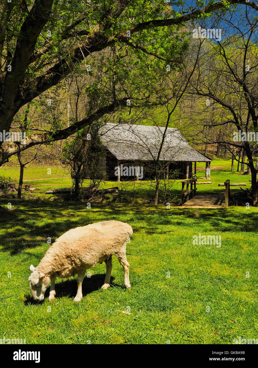 Schafe und Werkzeug Scheune, Zuhause, Land zwischen den Seen National Recreation Area, Dover, Tennessee, USA Stockfoto